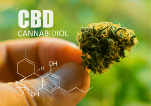 Mano sosteniendo un cogollo de Cañamo ( CBD)