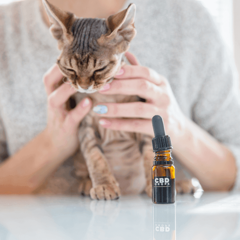 La Otra María-CBD, es una tienda de CBD de Barcelona especializada en cáñamo y cannabis medicinal y sus derivados, especializada en CBD para Animales.