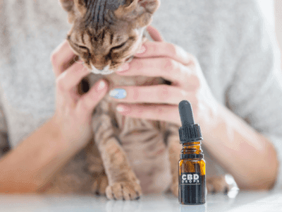 La Otra María-CBD, es una tienda de CBD de Barcelona especializada en cáñamo y cannabis medicinal y sus derivados, especializada en CBD para Animales.