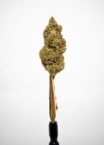 Biomasa de cáñamo GORILLA PLUS 20% CBD - Dolor y ansiedad grave/fuerte - Imagen 2