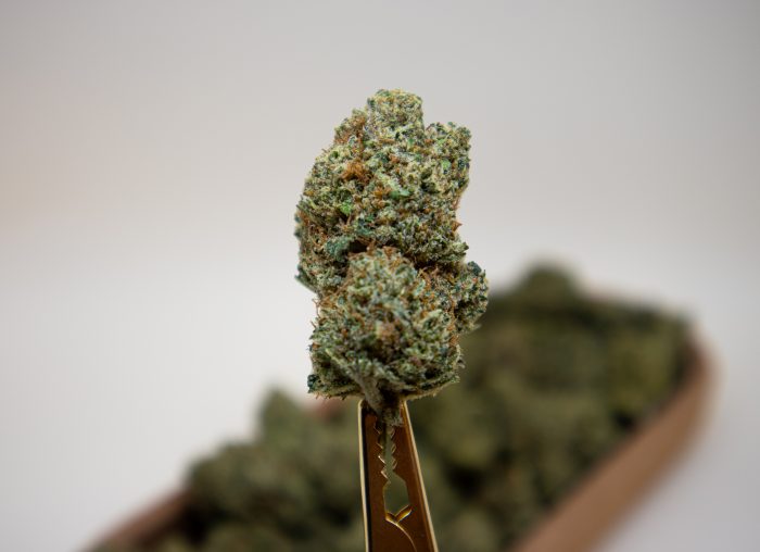 Biomasa de Cáñamo NEW HAWAIIAN 22% CBD - Imagen 3