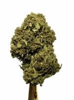 Biomasa de cáñamo CANDY KUSH 18% CBD - Dolor y ansiedad medio/fuerte - Imagen 2