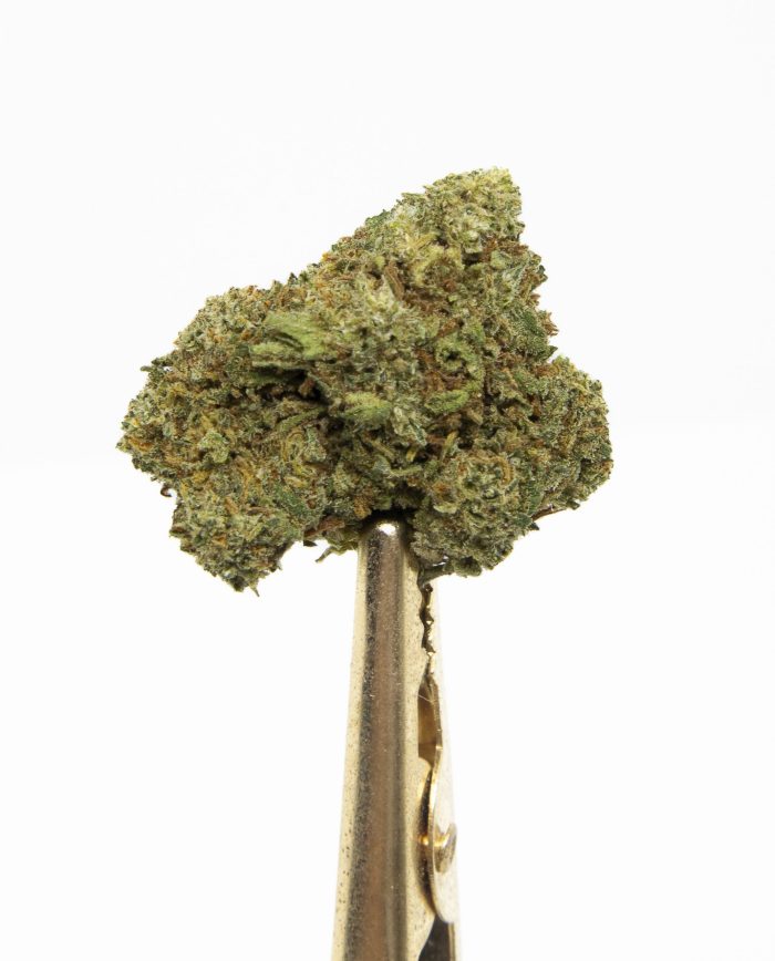 Biomasa de Cáñamo Mango 13% CBD Small Buds | Decorativa, Aroma Tropical. - Imagen 2