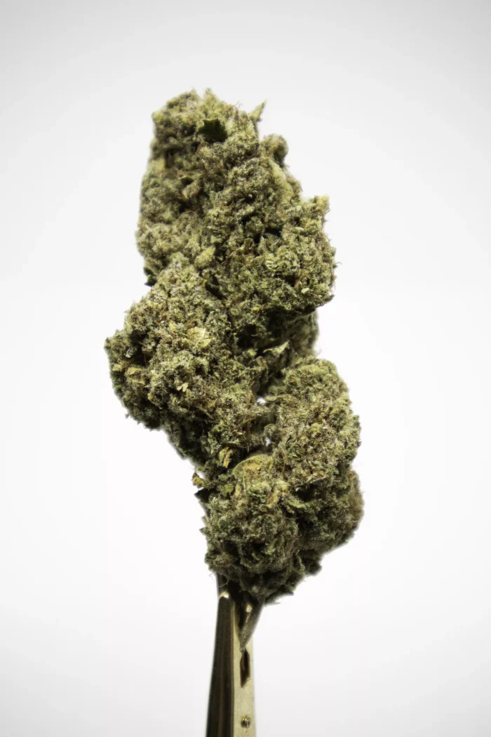 Biomasa de cáñamo NORTHERN LIGHTS 16% CBD - Insomnio, estrés y ansiedad medios - Imagen 2