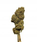 Biomasa de cáñamo CRITICAL LEMON 12% CBD Indoor - Imagen 2