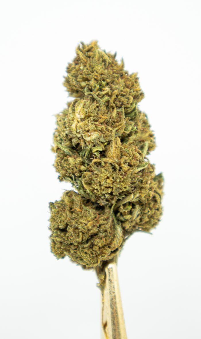 Biomasa de cáñamo BANANA SMASH 15% CBD - Dolor y ansiedad medios - Imagen 2