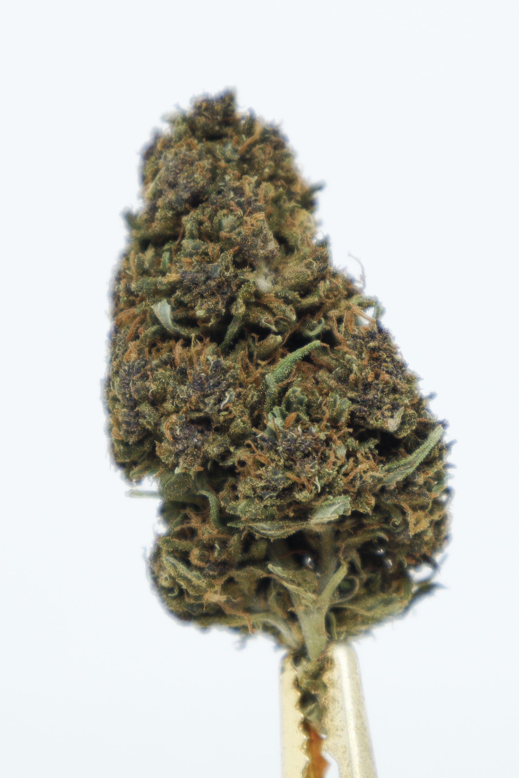 GRAPE MADNESS-1 GRAPE MADNESS CBD LA OTRA MARIA