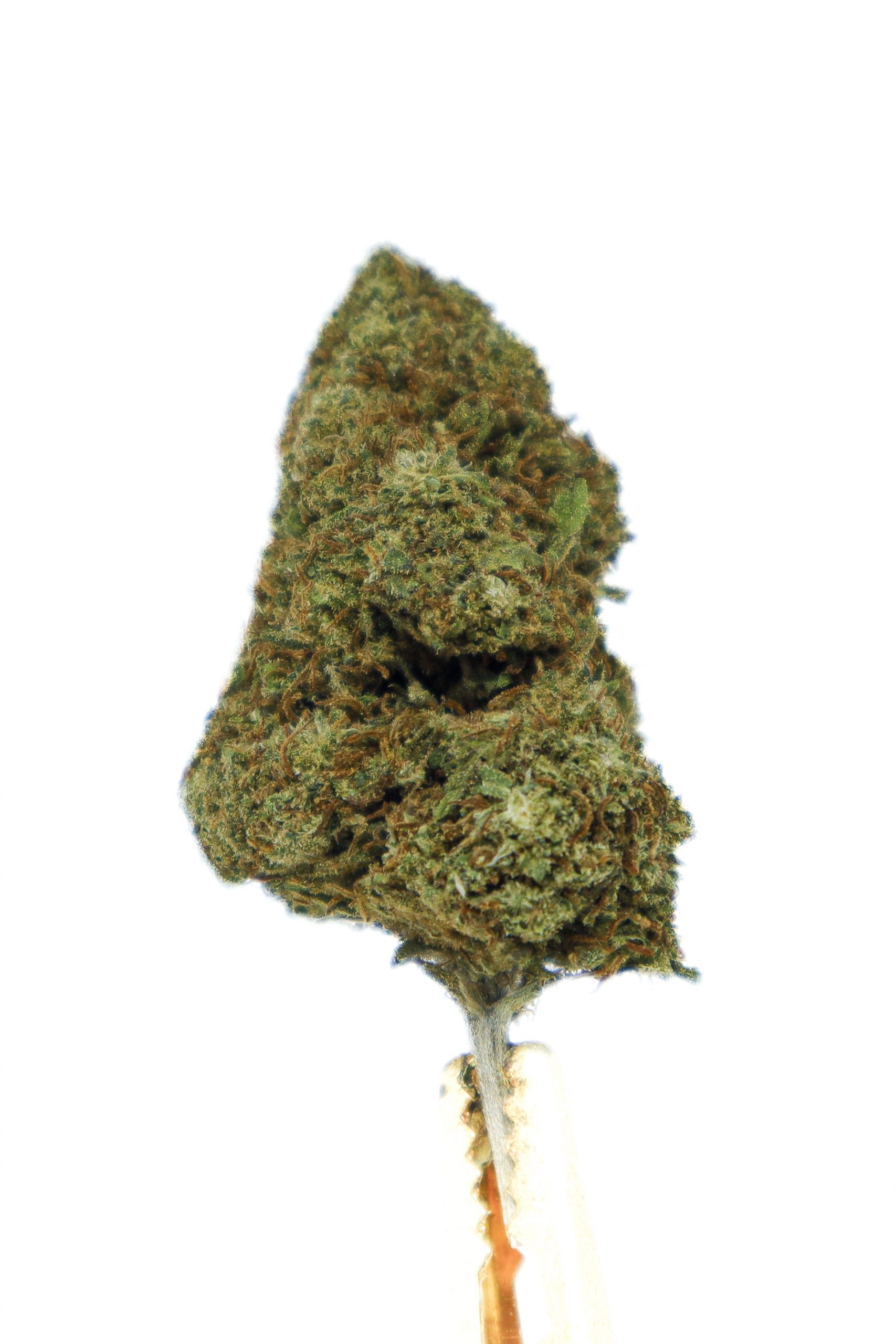 TUTTI FRUTTI TUTTI FRUTTI CBD LA OTRA MARIA