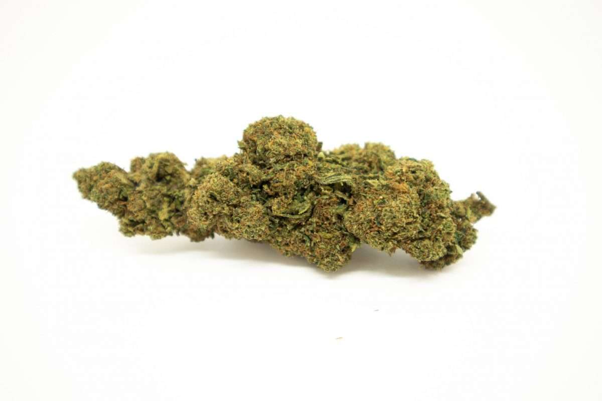 “Primer plano de un cogollo de cáñamo sobre fondo blanco.”