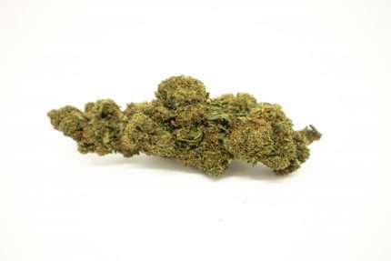 “Primer plano de un cogollo de cáñamo sobre fondo blanco.”